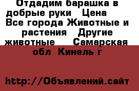 Отдадим барашка в добрые руки › Цена ­ 1 - Все города Животные и растения » Другие животные   . Самарская обл.,Кинель г.
